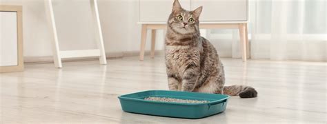 how to maintain litter box